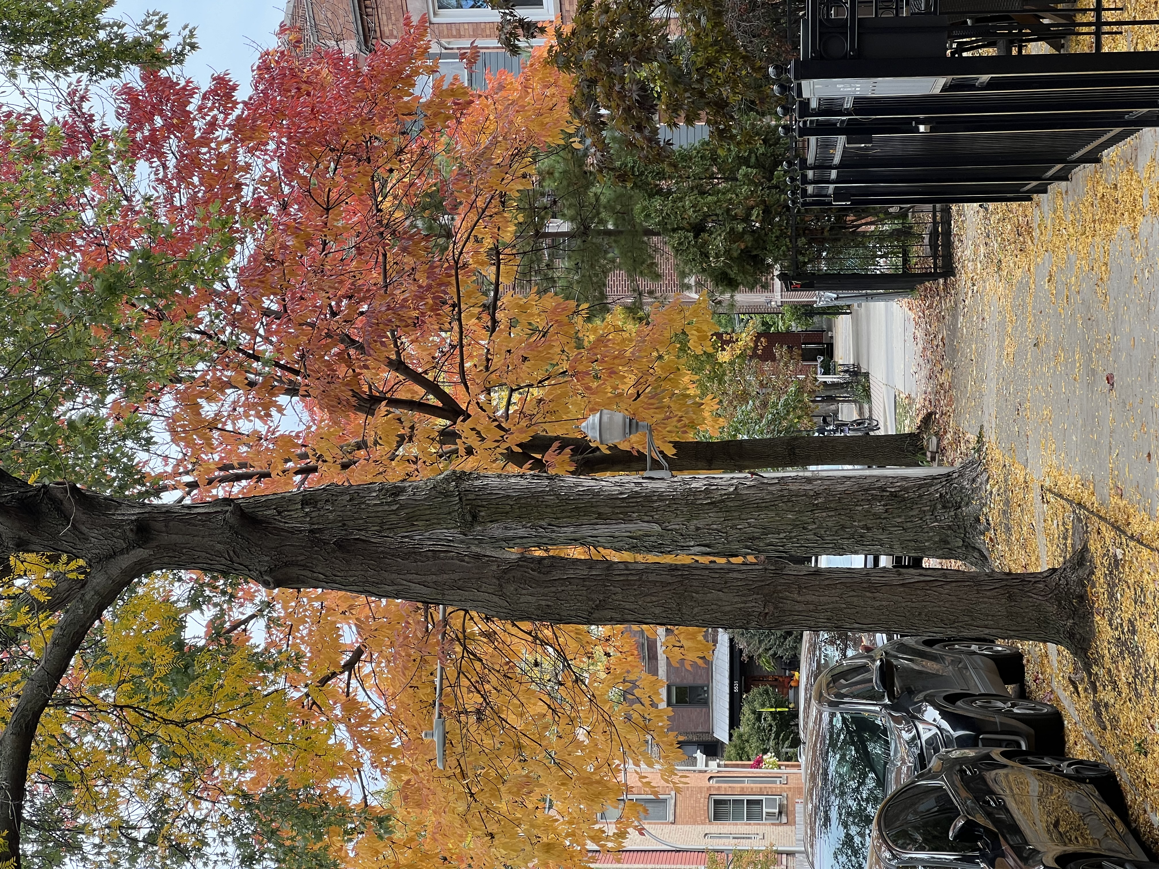 Chicago neighborhood street trees in fall