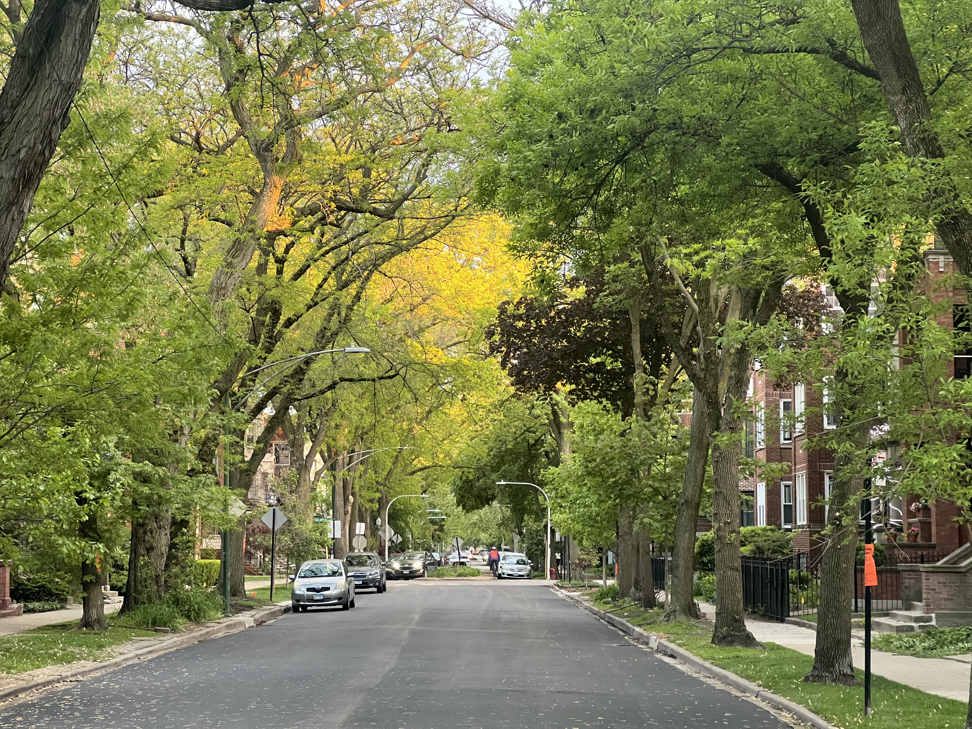 Tree-lined street in Chicago