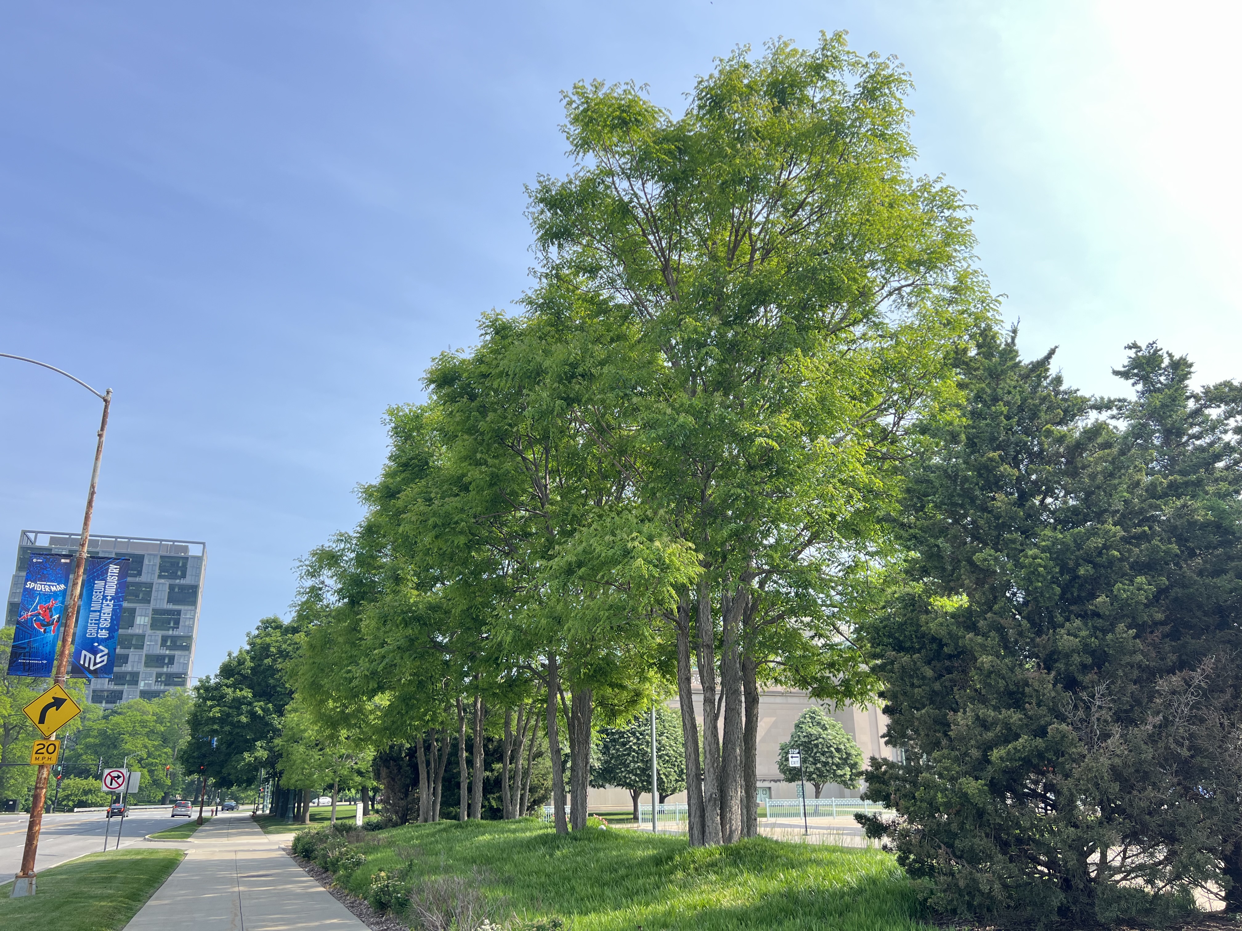 Kentucky coffeetree in Chicago